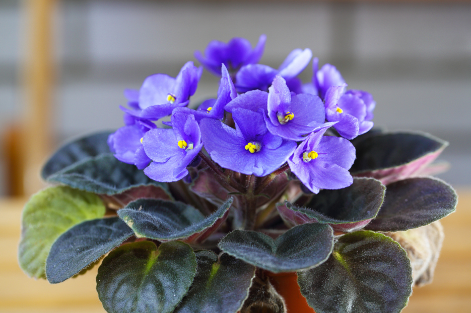 How to Care for African Violets: A Beginner’s Guide, African Violet, Living house plants, bayview flowers, ai powered plant care, daisy ai