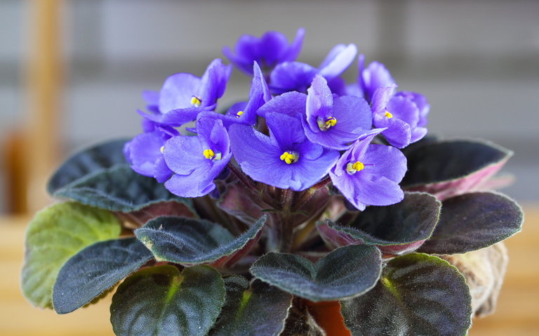 How to Care for African Violets: A Beginner’s Guide, African Violet, Living house plants, bayview flowers, ai powered plant care, daisy ai