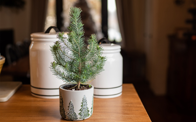 How to Care for the Stone Pine Houseplant, Stone pine plant care, mini christmas tree care, living house plants, bayview flowers, daisy ai, ai powered plant care