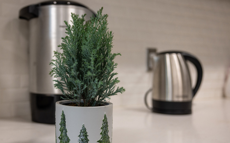 How to Care for a Moonlit Cypress Houseplant, mini christmas tree care, living house plants, bayview flowers, daisy ai, ai powered plant care