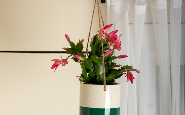 How to Care for the Zygo Cactus, Zygo Cactus care, christmas cactus care, thanksgiving cactus care, easter cactus care, living house plants, bayview flowers, daisy ai, ai powered plant care