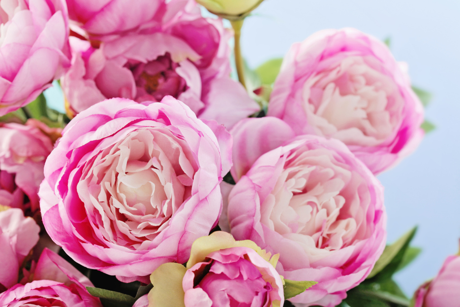 How to Care for Cut Peonies Indoors, Peony care, cut peony care, bayview flowers, living house plants, daisy ai, ai powered plant care