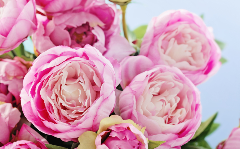 How to Care for Cut Peonies Indoors, Peony care, cut peony care, bayview flowers, living house plants, daisy ai, ai powered plant care