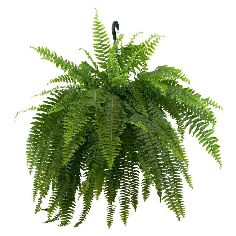 Boston Fern