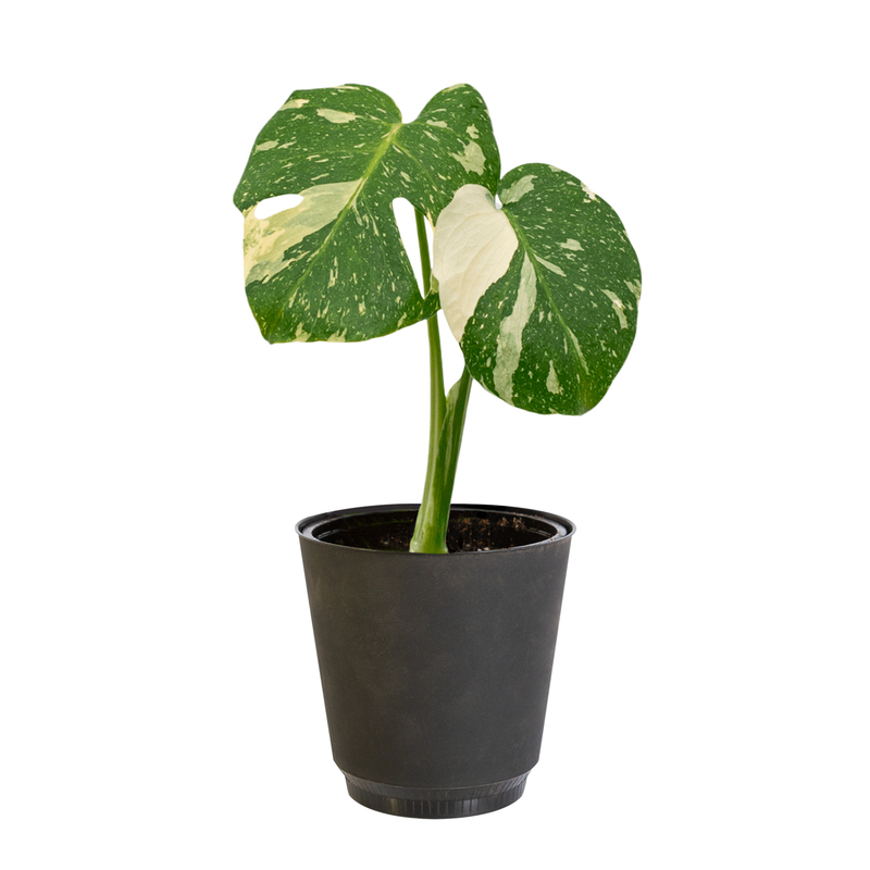 Monstera Thai Constellation