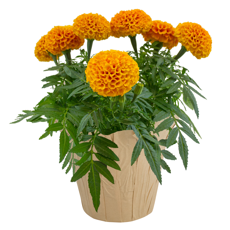 Marigold