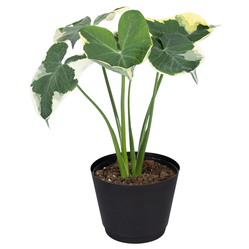 Mickey Mouse Alocasia